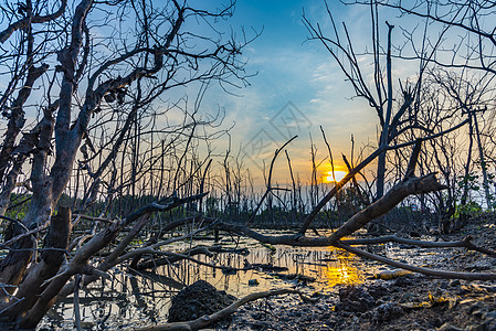 红树林上的日落泰国的热带景色图片