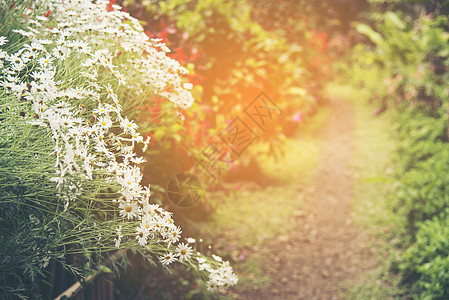 热带花卉植物公园,老式过滤图像图片