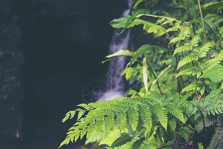 热带雨林植物,自然田图片