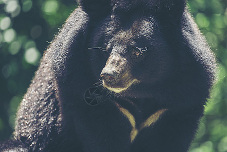 亚洲黑熊,熊图片