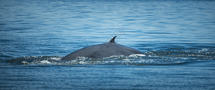 布莱德鲸鱼,泰国海湾观看图片