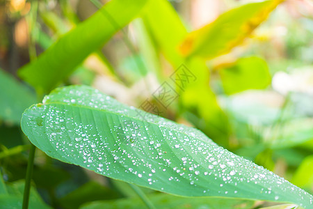 花园里的植物花图片