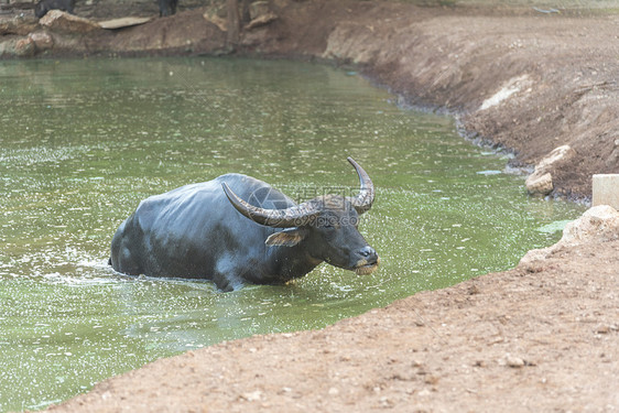 水牛图片