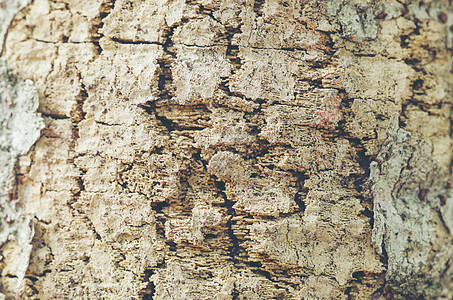 详细描述树皮,老式过滤图像图片