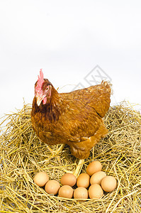 全身棕色鸡站立,白色背景,用于农场动物牲畜图片