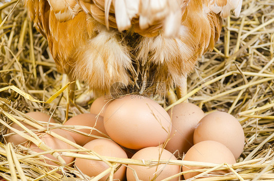 全身棕色鸡与鸡蛋分离白色背景图片