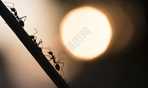 群蚂蚁背景图片
