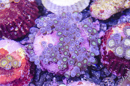 珊瑚珊瑚虫珊瑚色龙虾卵图片