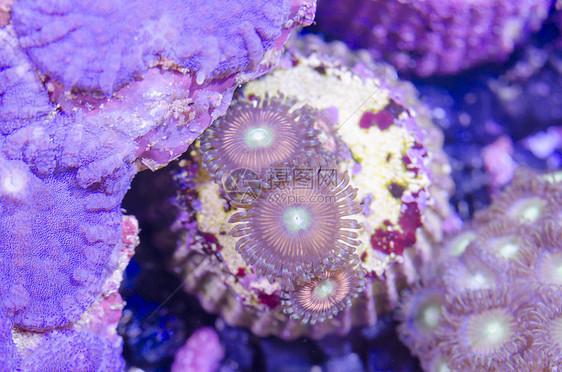 珊瑚珊瑚虫珊瑚色龙虾卵图片