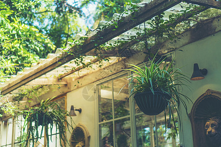 装饰客厅内部风格绿色生态环境与植物NAD树高清图片