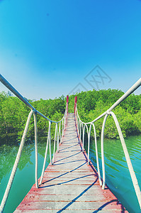 红树林的木制步行桥图片