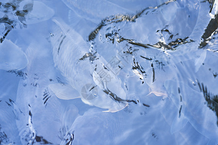 水湖里的花式鲤鱼图片