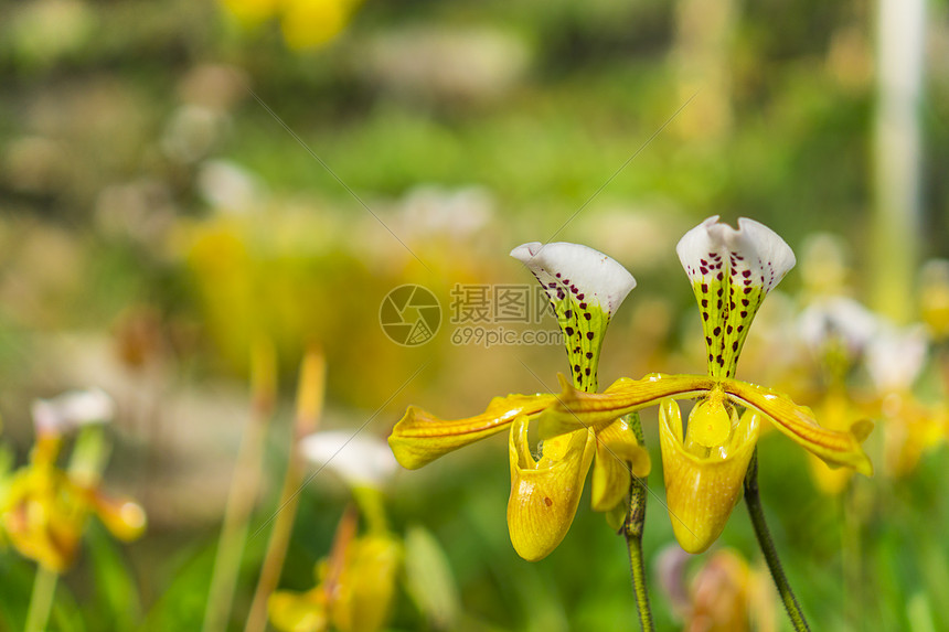 泰国热带树上的五颜六色的花,自然场景泰国清迈县帕菲奥迪鲁姆多尼保护中心的帕菲奥迪鲁姆兰花女士拖鞋兰图片