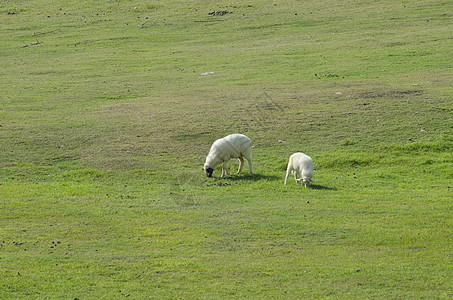 新西兰南岛绵羊农场图片