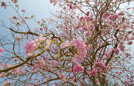 粉红色Tabebuia花,泰国图片