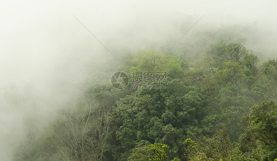 美丽的绿色森林图片