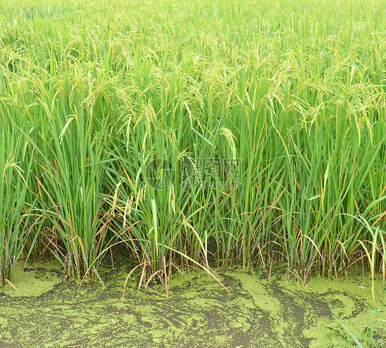 稻田农业图片