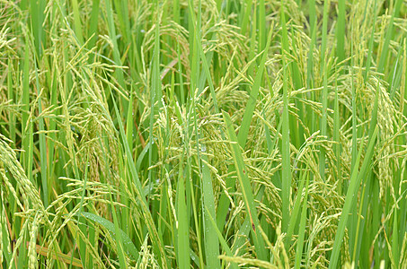 米饭绿叶背景上的水稻小穗图片