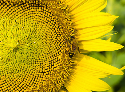 向日葵,葵花sunflower的名词复数图片