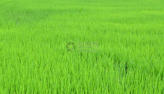 稻田,自然背景图片
