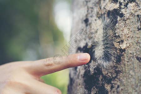 她手指上毛毛毛虫毛毛虫人的手上爬行毛毛虫人的手上爬行图片