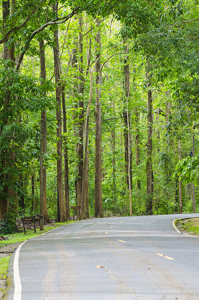 通往自然森林的道路图片