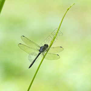 蜻蜓绿色的田野,大自然中图片