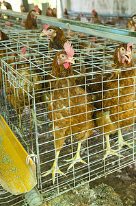 泰国当地农场的鸡蛋图片