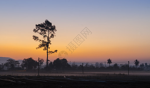 早晨日出树木的景色图片