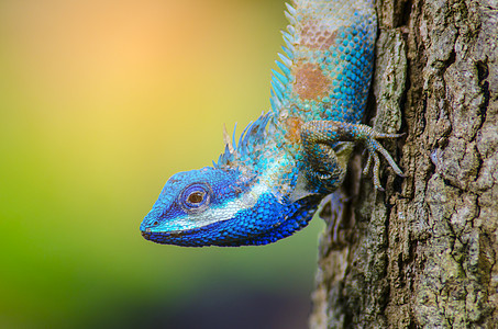 蓝色蜥蜴,大眼睛闭着细节,就像小雷普蒂蓝色蜥蜴,大眼睛封闭的细节,就像小爬行动物,它的绘画身体上很好的细节蓝色蜥蜴图片