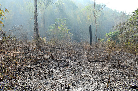 泰国西部森林烧毁的森林图片