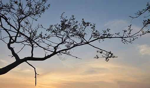 日落时的背树山景图片