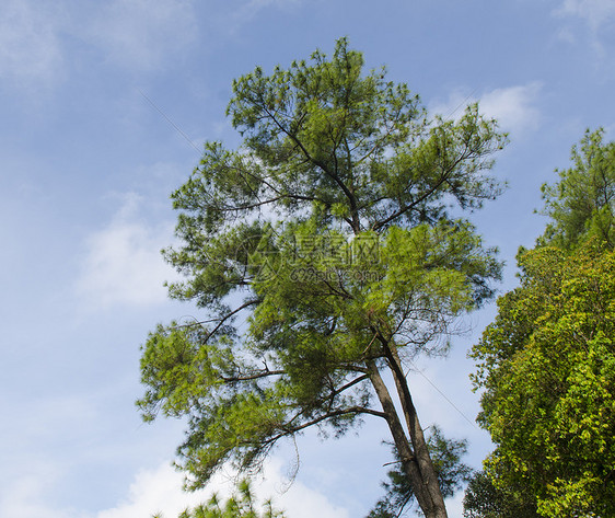 蓝天森林里的松树图片