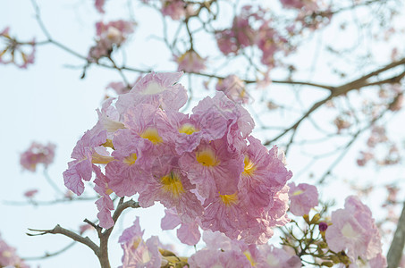 花的抽象背景特写镜头图片