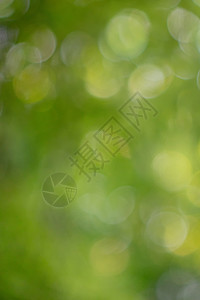 博克的背景模糊的绿色自然背景的绿色叶子创造的自然布局彩色绿色自然模糊背景与Bokeh效果图片