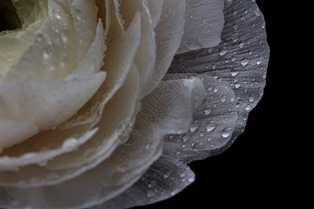 奶油花观照片绚丽的水滴落白色毛的花瓣上,为浪漫的贺卡布局白色奶油滴,照片自然模式图片