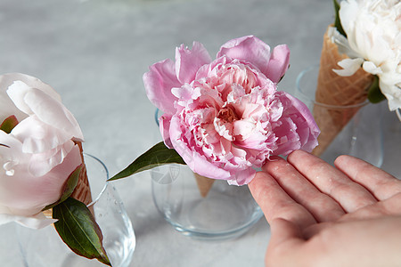 夏天的花新鲜嫩的粉红色白色牡丹圆锥体与女的手以上的灰色桌子俯视图女人的手着朵优雅的粉红色牡丹花,灰色的石桌上华图片