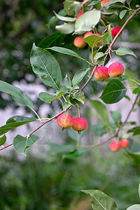 花园里成熟的机苹果绿色的树枝上天堂苹果种植健康的农业食品农场花园里绿叶的树枝上的天堂苹果收获时间图片