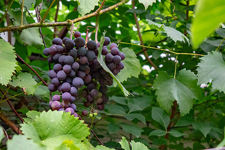 花园绿叶的背景下,树枝上成熟的葡萄机维生素食品的花园里串葡萄种植机食品背景图片