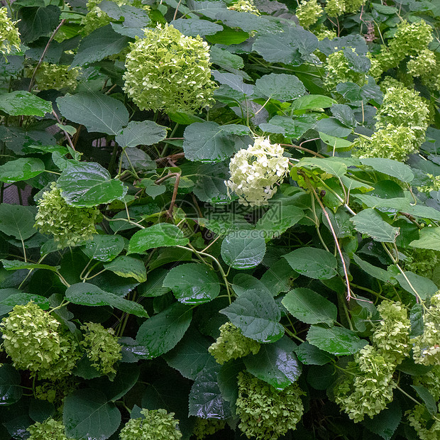 花园中绿色灌木上绣球花的开花芽装饰植物春天的自然背景花园里花绣球的绿色灌木花卉背景图片