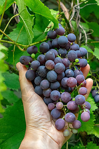 花园里串美味的成熟葡萄个男人手树枝上摘葡萄种植机食品的个男人的手着串成熟的葡萄,背景绿叶图片