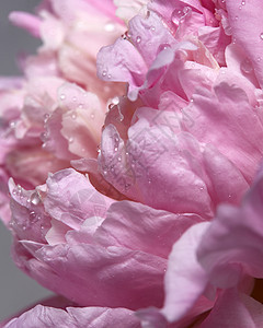 带露珠的鲜牡丹玫瑰花蕾花卉背景观照片朵带水滴的粉红色牡丹的观照片自然背景图片