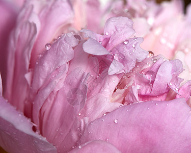 张带干净水滴的粉红色牡丹花瓣自然图案的观照片花卉背景粉红色牡丹花与透明露珠的照明信片的布局图片