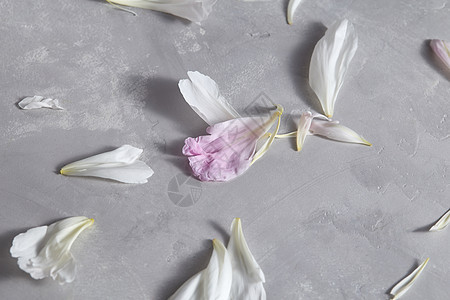 花的背景白色粉红色花瓣的图案牡丹灰色的混凝土背景文本平躺牡丹花的新鲜花瓣灰色的混凝土背景上,空背景图片