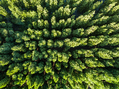 春天森林的自然绿色背景自然生态环境的无人机照片绿色森林的顶部景色自然背景无人机照片图片
