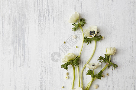 白色花朵混凝土背景上的成,美丽的白花图片