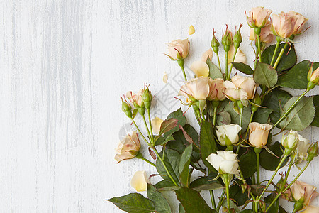 女日浪漫的花可以用来制作任何明信片白底绿叶的玫瑰花绿叶的玫瑰花图片