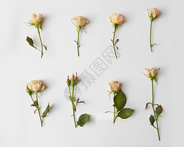 玫瑰隔离白色背景花背景,明信片,平躺玫瑰隔离白色上图片