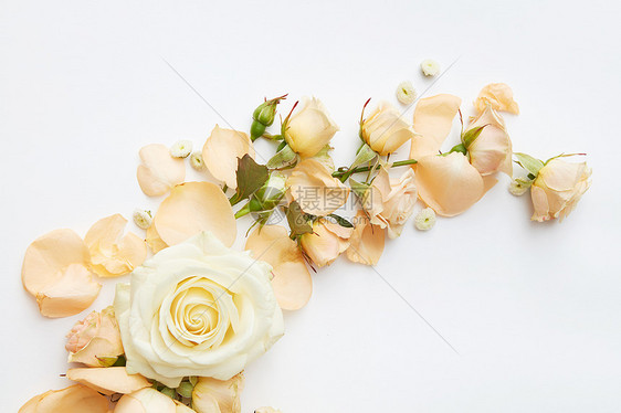 美丽的玫瑰,嫩色代表白色背景精美的装饰可用于情人节的婚车明信片白色背景的玫瑰图片