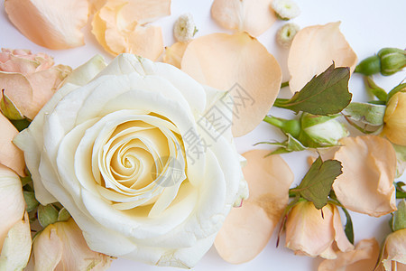 甜美的颜色玫瑰柔的颜色为植物背景白色玫瑰背景图片